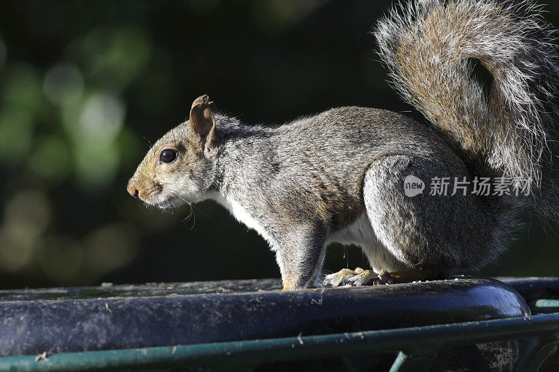 灰松鼠Sciurus carolinensis从垃圾桶里吃土豆早餐